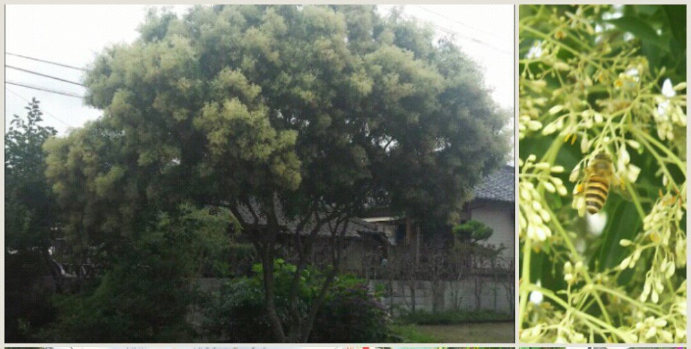 近所にシマトネリコがいい香りですが 街路樹として植栽されているのは別種なのでしょうか ミツバチq A