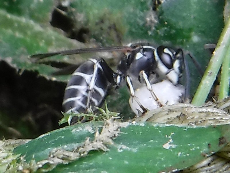 1 程で黒く白い蜂が巣の中に出入りをして暫くすると白い幼虫 スムシ を抱えて飛んで行きます いろいろと調べた所 黒スズメバチでは と思ってます このまま見てるだけでいいのでしょうか ミツバチq A