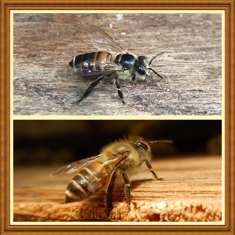 明らかに違いを認めざるを得ない働き蜂の変化 ミツバチq A