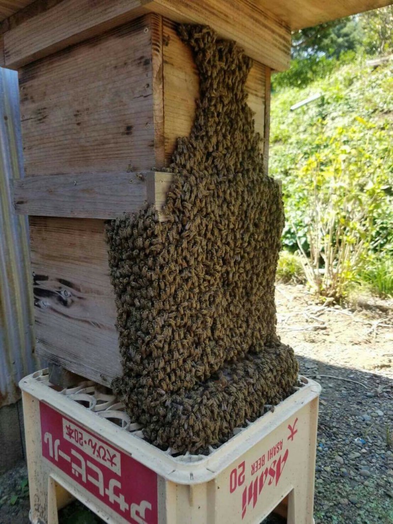 きれい 重箱巣箱台 ２台 ニホンミツバチ スムシ暑さスズメバチ対策