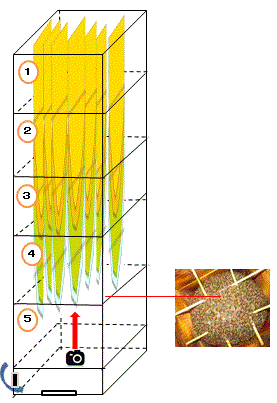 重箱式巣箱の中で巣碑 巣板 がどこまで伸びているか 確認するための 簡単かつ 確実な方法があれば ご教示ください ミツバチq A