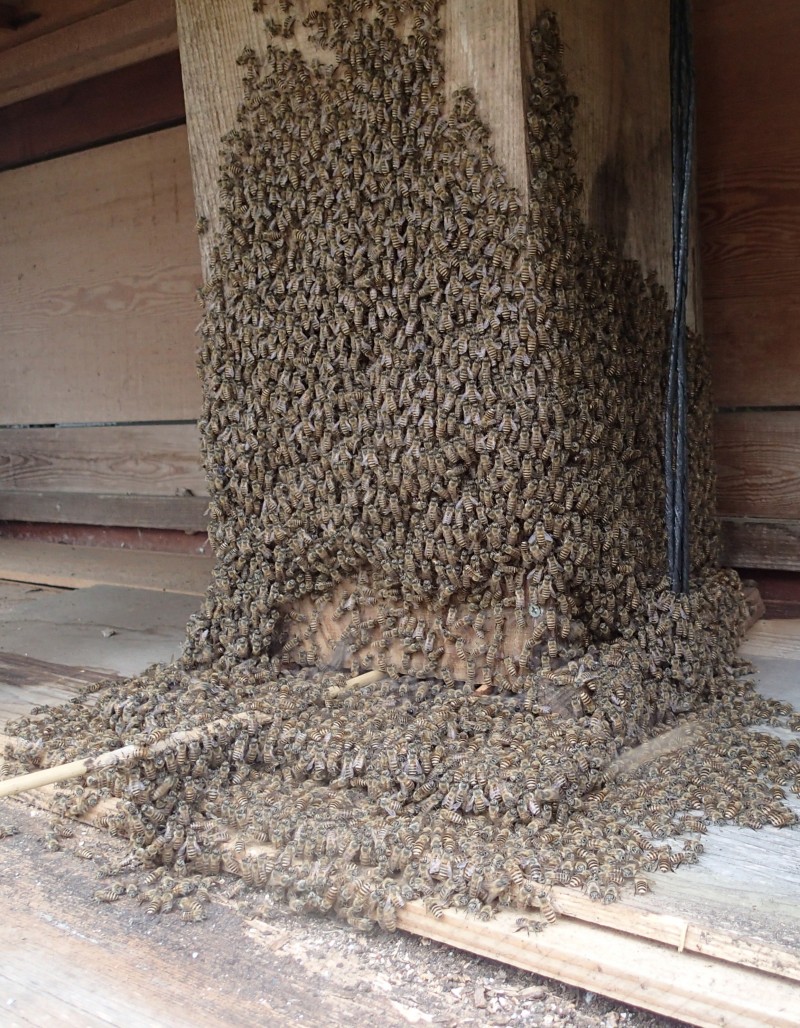 巣箱の前面と側面に沢山の蜂が集結しています。分蜂しているのでしょ 