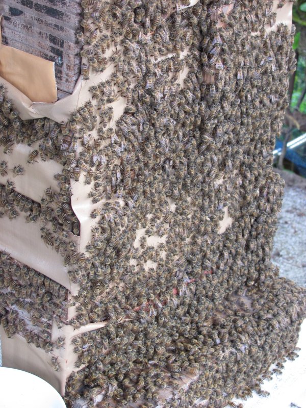 日本ミツバチの群れが巣箱の外に出たまま中に入りません。 - ミツバチQ&A