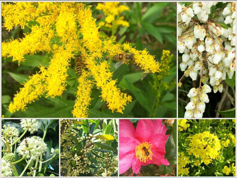 ミツバチが好む花は 日本蜜蜂と西洋蜜蜂が好む蜜源植物について ミツバチq A