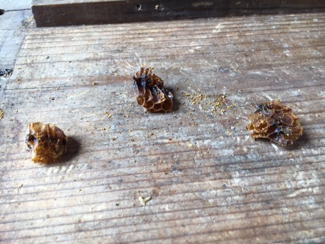 日本蜜蜂の巣箱の清掃中に何やら巣のかけらみたいなものが何個か確認 