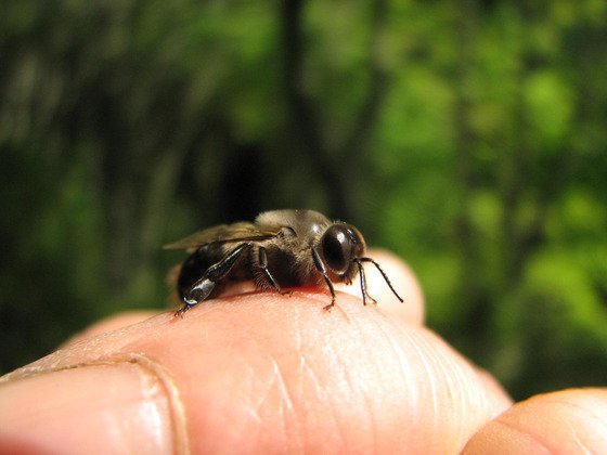 お尻の黒い 少し大きめの蜂が出入りしていますが 何でしょうか ミツバチq A