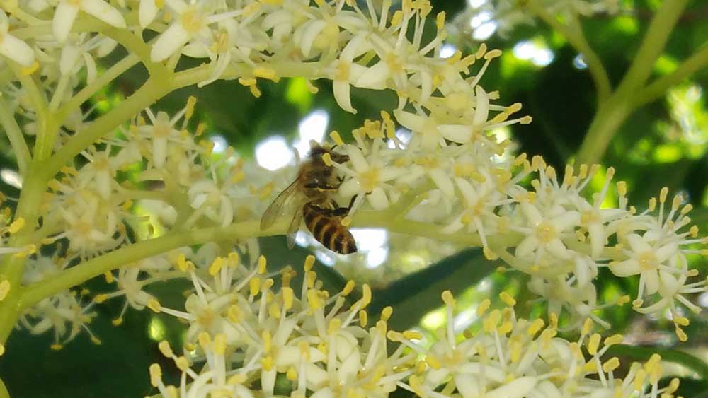 近くの蜂達がいる花々を観察してきた。 - ミツバチQ&A