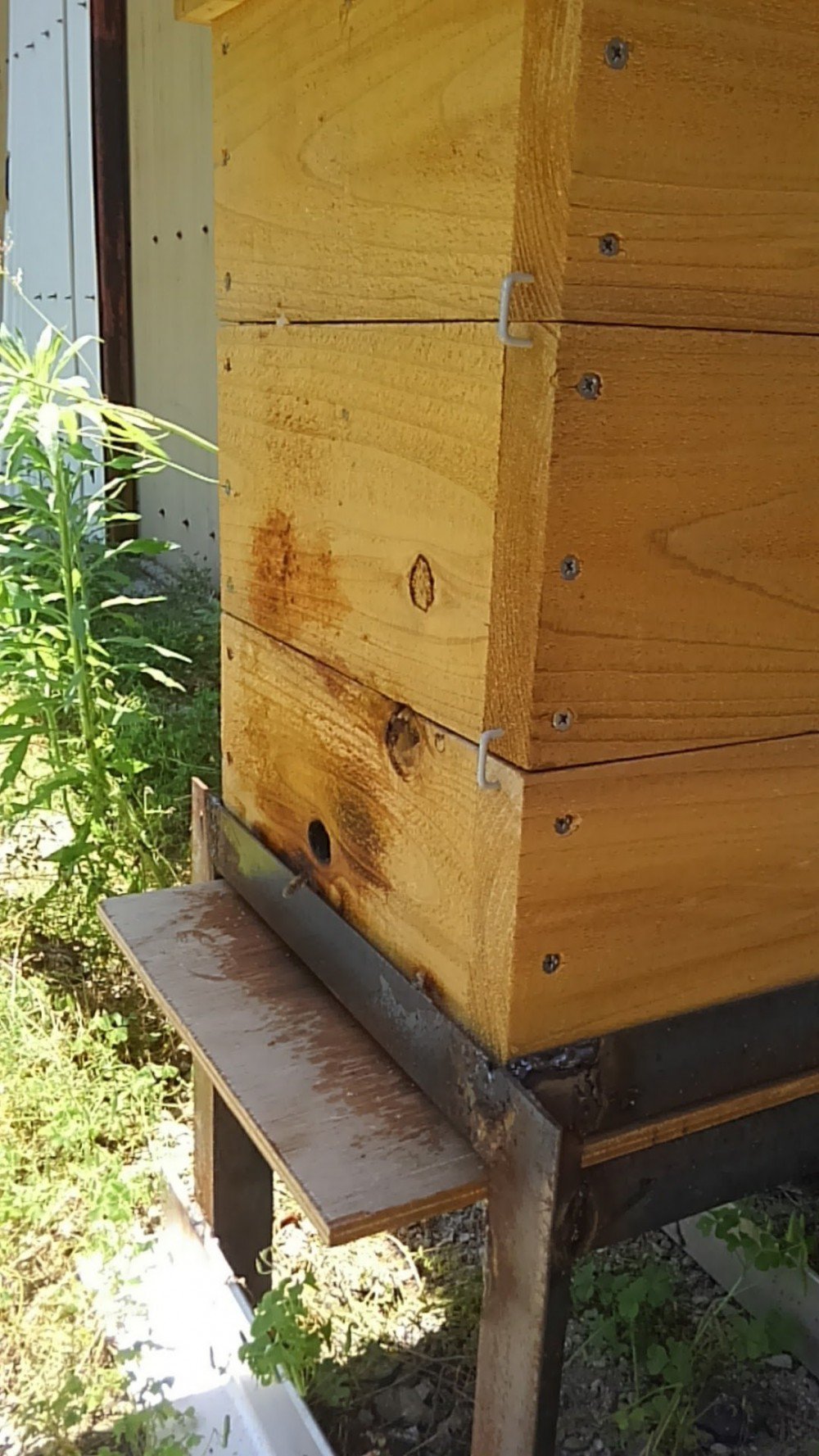 日本蜜蜂の待ち箱の巣門は一面？ それとも四面が良いでしょうか 