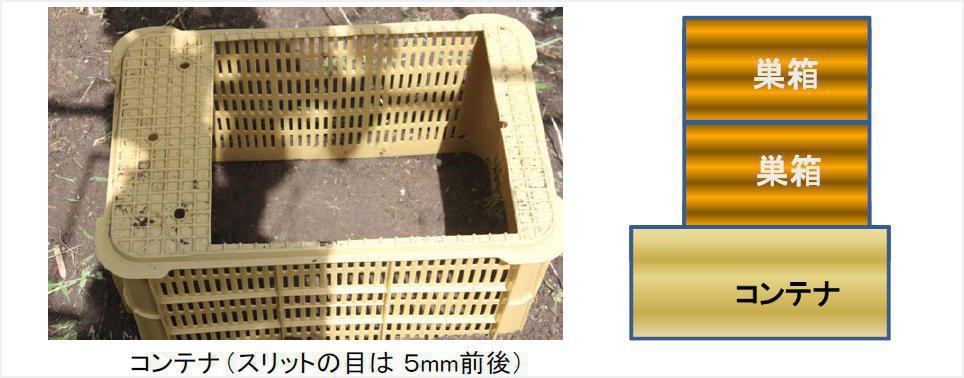 日本蜜蜂がスムシにやられ無い、良い対策方法が有ったら教えてください 